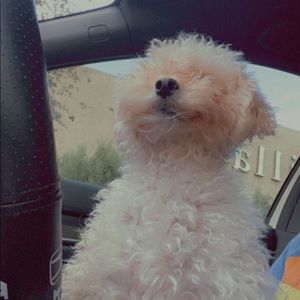 Meet your Posher, Betsy